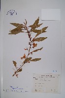 鳳仙花藏品圖，第1張