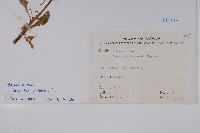 鳳仙花藏品圖，第2張