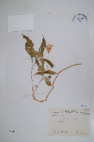 紫花鳳仙花藏品圖，第1張