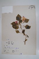 非洲鳳仙花藏品圖，第1張