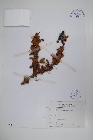 玉山小蘗藏品圖，第1張