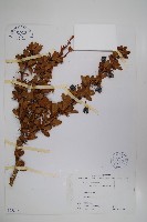 玉山小蘗藏品圖，第1張