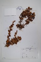 玉山小蘗藏品圖，第1張