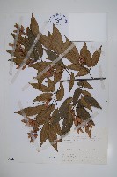 阿里山千金榆藏品圖，第1張