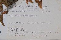 阿里山千金榆藏品圖，第2張