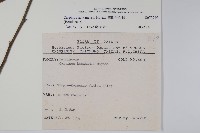 蘭邯千金榆藏品圖，第2張