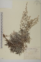 太魯閣艾藏品圖，第1張