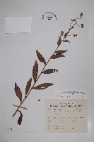 琉璃草藏品圖，第1張