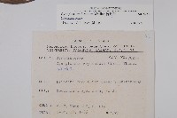 琉璃草藏品圖，第2張