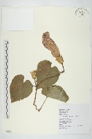 琉璃草藏品圖，第3張