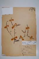 琉璃草藏品圖，第1張