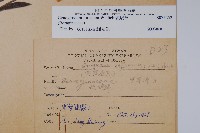 琉璃草藏品圖，第2張