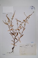 琉璃草藏品圖，第1張