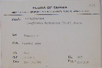琉璃草藏品圖，第2張