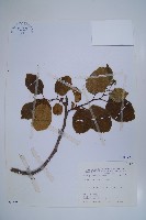 破布烏藏品圖，第1張