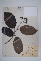 破布烏藏品圖，第1張