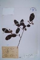 厚殼樹藏品圖，第1張