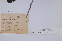 厚殼樹藏品圖，第2張