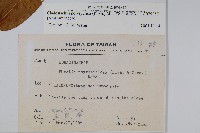 多子漿果莧藏品圖，第2張