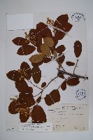 厚殼樹藏品圖，第1張