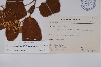 厚殼樹藏品圖，第2張