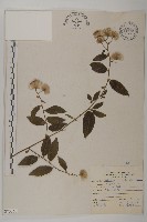 大頭艾納香藏品圖，第1張