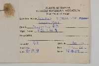 大頭艾納香藏品圖，第2張