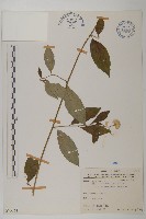 大頭艾納香藏品圖，第1張