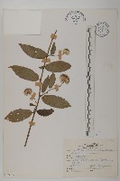 大頭艾納香藏品圖，第1張