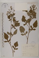 茯苓菜藏品圖，第2張