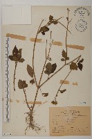 鬼針藏品圖，第1張