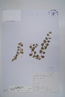 普刺特草藏品圖，第1張