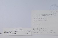 普刺特草藏品圖，第2張