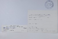 普刺特草藏品圖，第2張