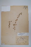 普刺特草藏品圖，第1張