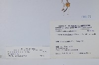 普刺特草藏品圖，第2張