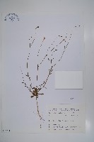 細葉蘭花參藏品圖，第1張