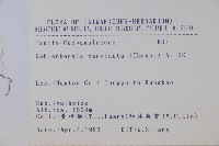 細葉蘭花參藏品圖，第2張