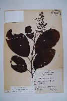 厚殼樹藏品圖，第1張