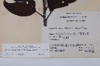 厚殼樹藏品圖，第2張