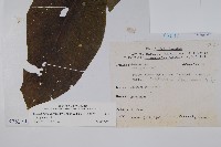 假酸漿藏品圖，第2張