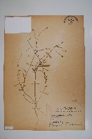細葉蘭花參藏品圖，第1張