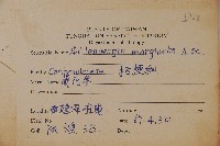 細葉蘭花參藏品圖，第2張