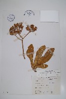 白水木藏品圖，第1張