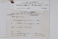 白水木藏品圖，第2張