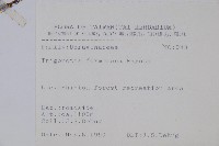 臺灣附地草藏品圖，第2張