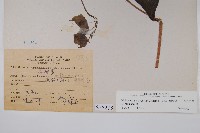 假酸漿藏品圖，第2張