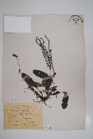 臺灣附地草藏品圖，第1張