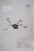 臺灣附地草藏品圖，第1張