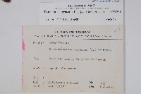 白水木藏品圖，第2張